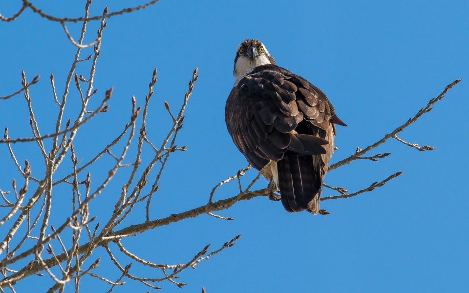 Pandion haliaetus Azerbaijan