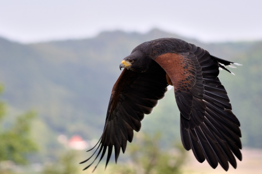 Parabuteo unicinctus qtl1