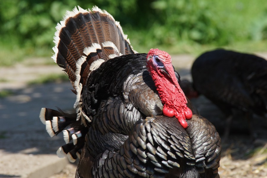 Park Cronesteyn Kalkoen (Meleagris gallopavo) (27200937920)