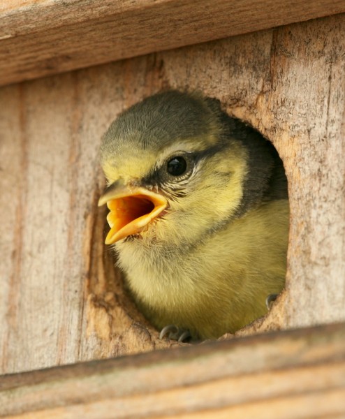 Parus caeruleus chick