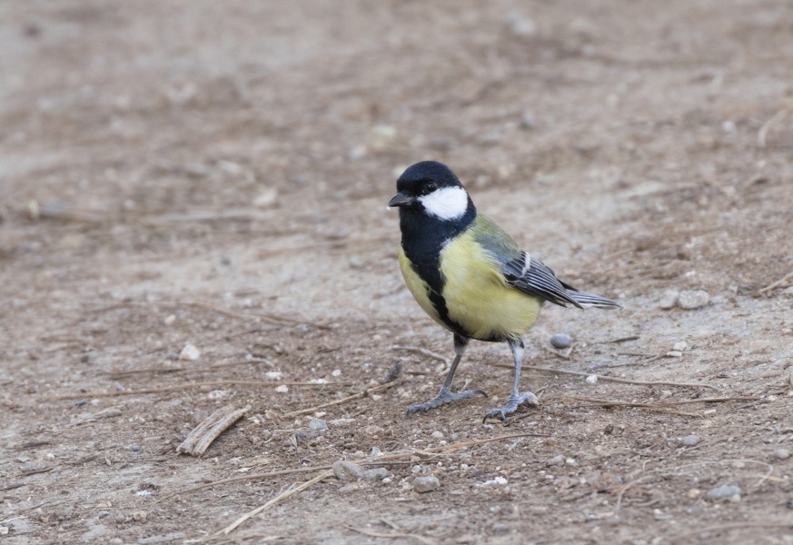 Parus major - Great tit, Adana 2016-12-10 03-3