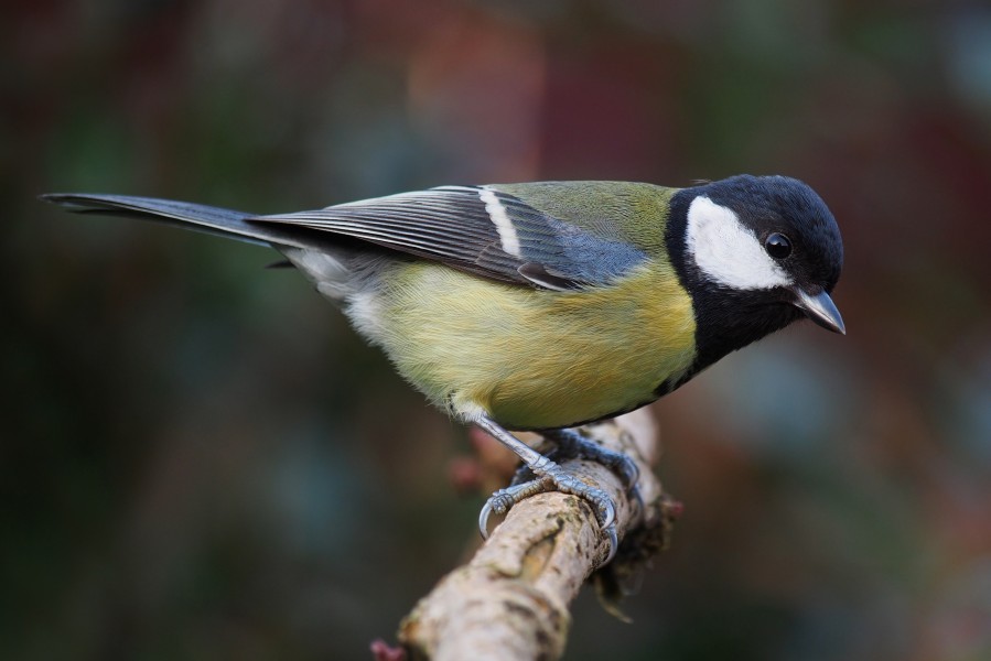 Parus major poised