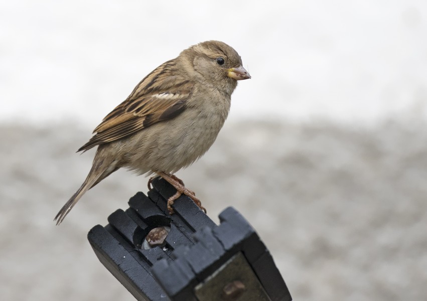 Passer domesticus House Sparrow, Mersin 2016-12-01 04-1