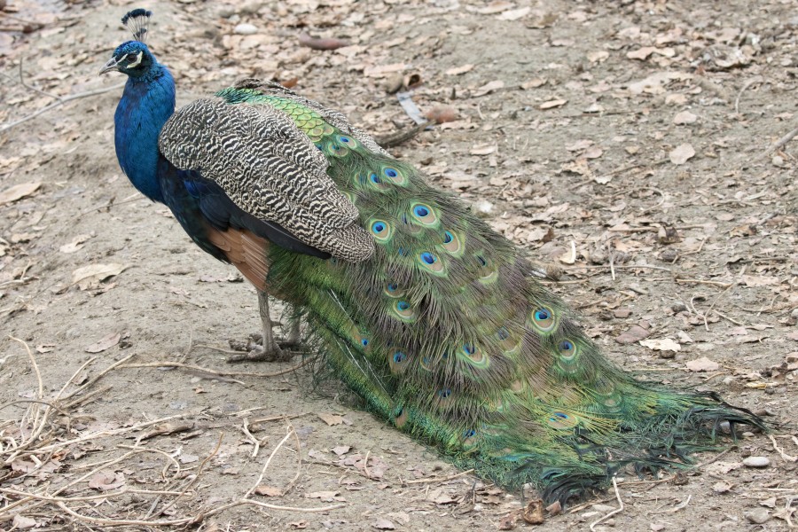 Pavo cristatus - Indian Peafowl, Adana 2016-12-16 01-2