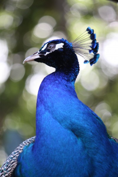 Pavo cristatus in Barbados Wildlife Reserve 10