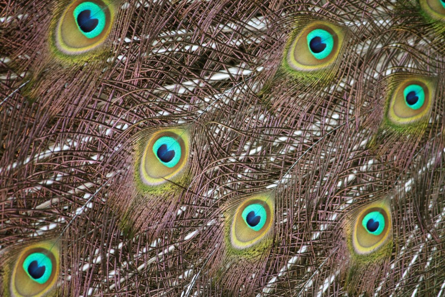 Pavo cristatus in Barbados Wildlife Reserve 19