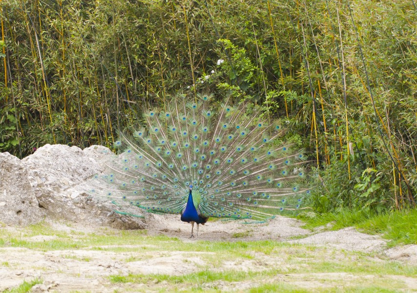 Pavo real común (Pavo cristatus), Tierpark Hellabrunn, Múnich, Alemania, 2012-06-17, DD 01