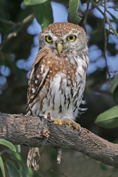 Pearl-spotted owlet (Glaucidium perlatum diurnum)