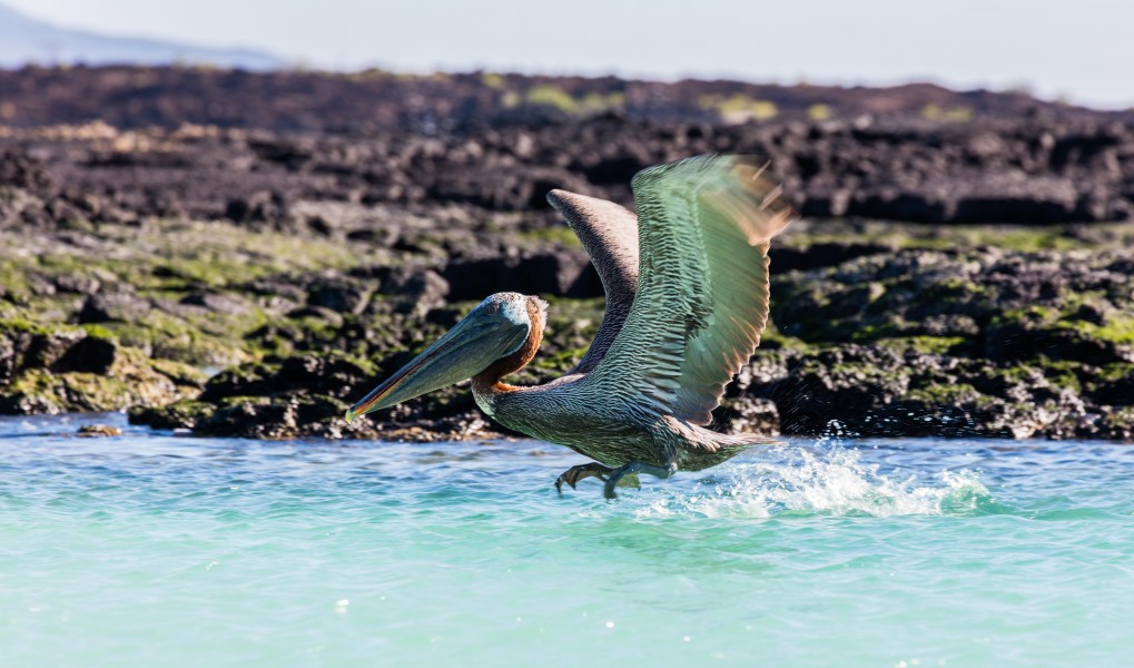 Pelícano pardo de las Galápagos (Pelecanus occidentalis urinator), Cerro Brujo, isla de San Cristóbal, islas Galápagos, Ecuador, 2015-07-24, DD 157