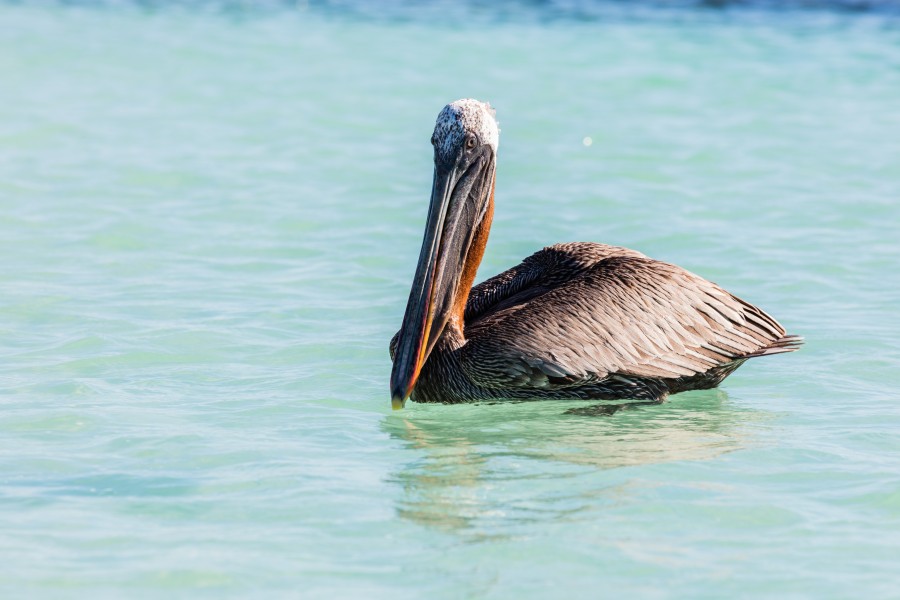 Pelícano pardo de las Galápagos (Pelecanus occidentalis urinator), Cerro Brujo, isla de San Cristóbal, islas Galápagos, Ecuador, 2015-07-24, DD 158