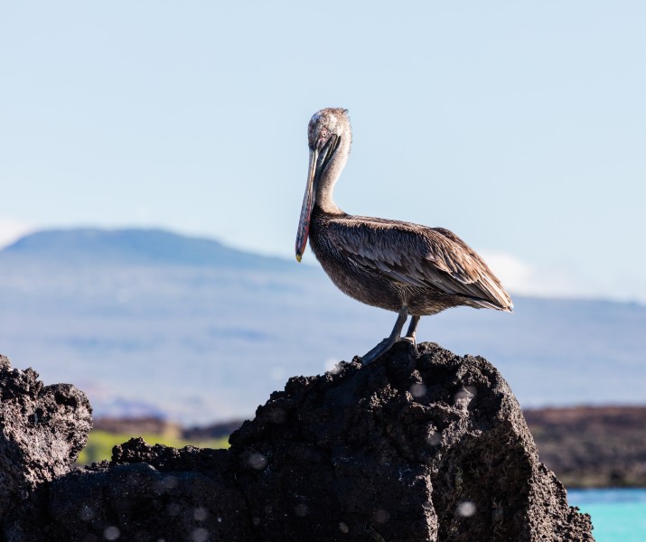 Pelícano pardo de las Galápagos (Pelecanus occidentalis urinator), Cerro Brujo, isla de San Cristóbal, islas Galápagos, Ecuador, 2015-07-24, DD 161