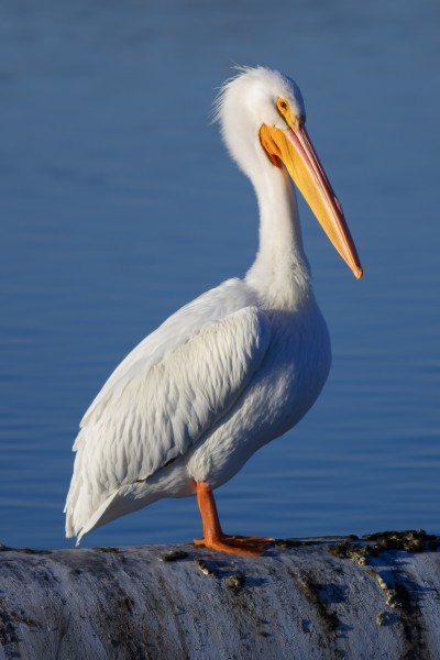 Pelecanus erythrorhynchos at Las Gallinas Wildlife Ponds