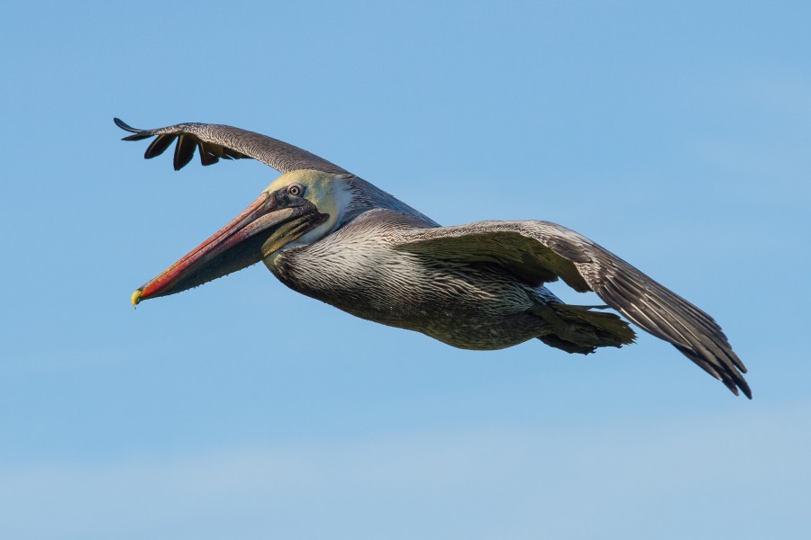 Pelecanus occidentalis in flight at Bodega Bay