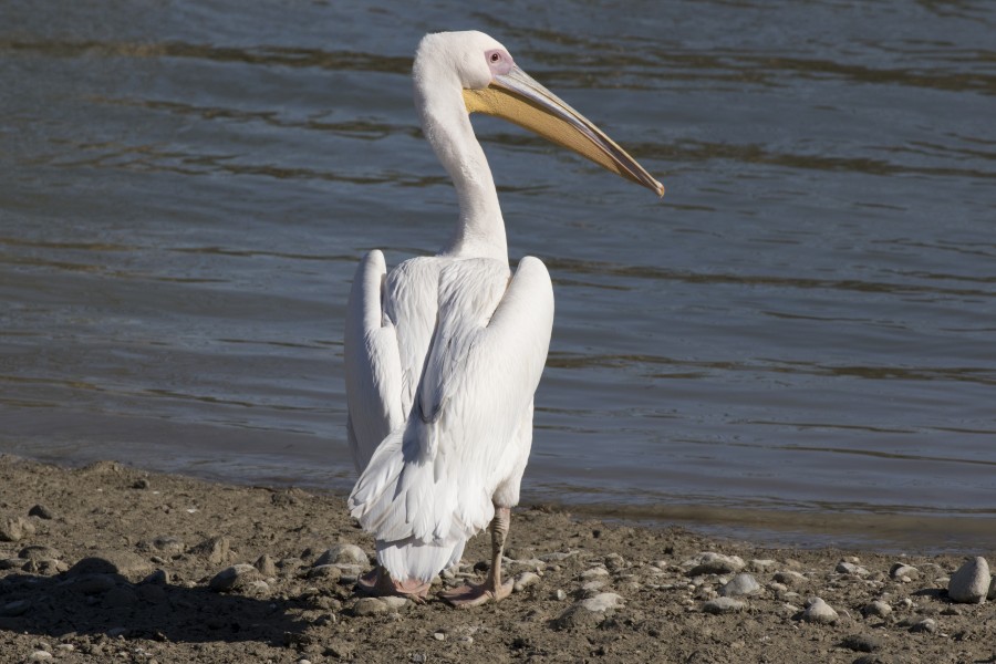Pelecanus onocrotalus - Great White Pelican, Adana 2016-12-18 01-3