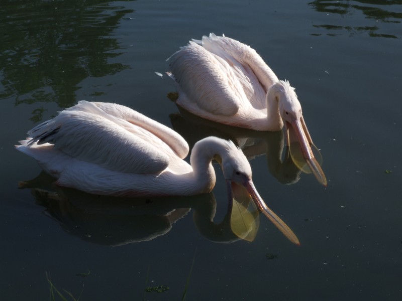 Pelecanus onocrotalus - Opole