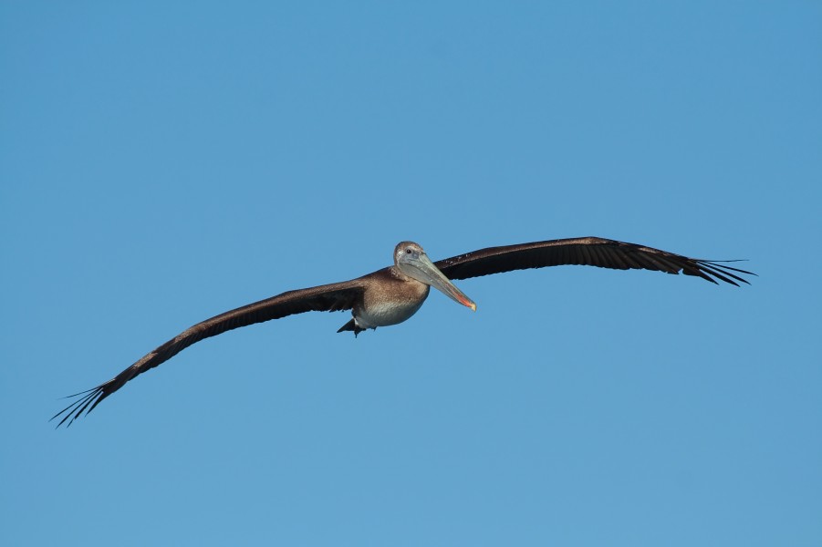 Pelican 4944