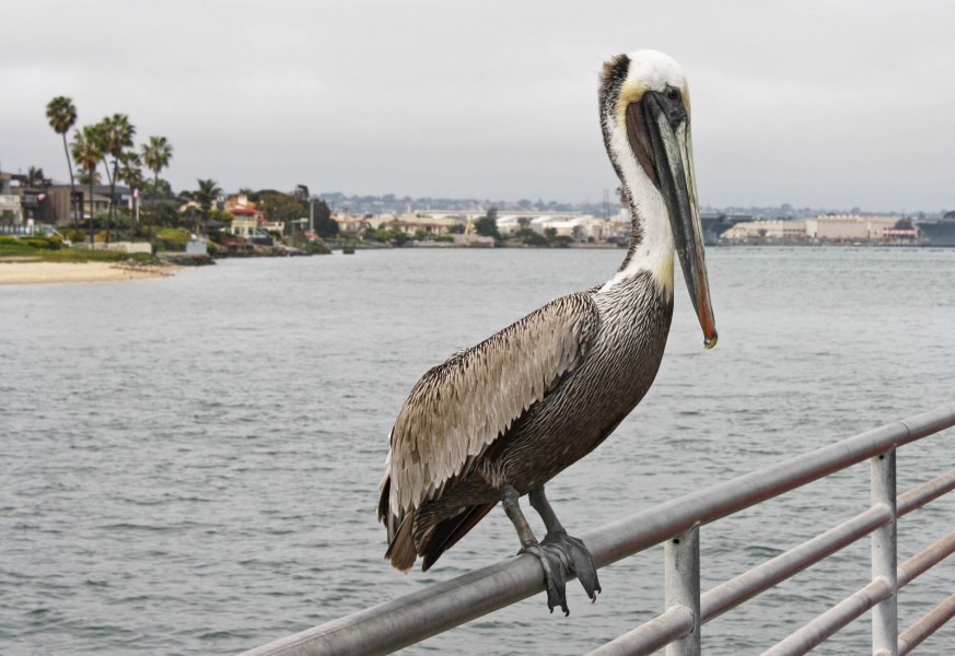 Pelican in Coronado