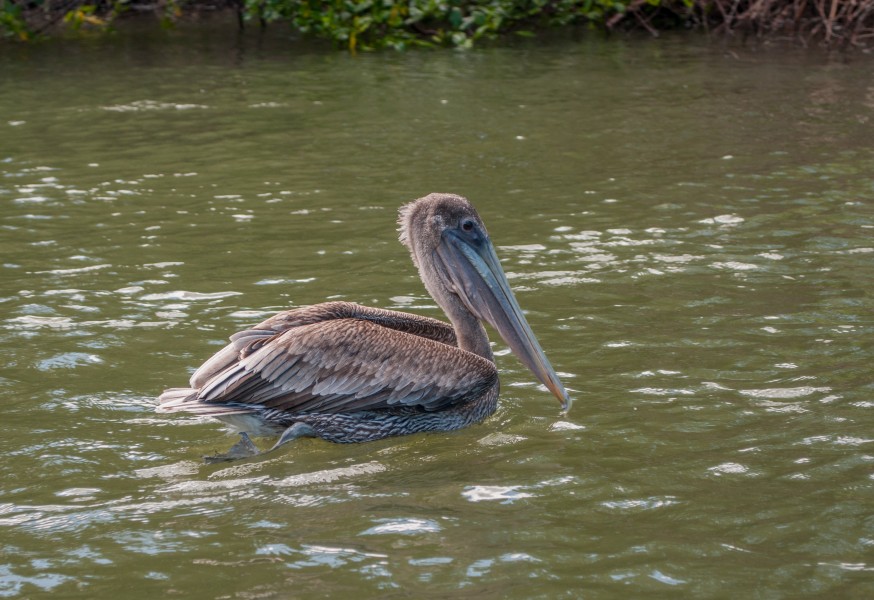 Pelican in mangroves of the Restinga Lagoon 3