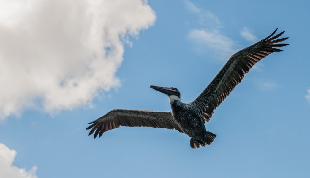 Pelican in mangroves of the Restinga Lagoon 4