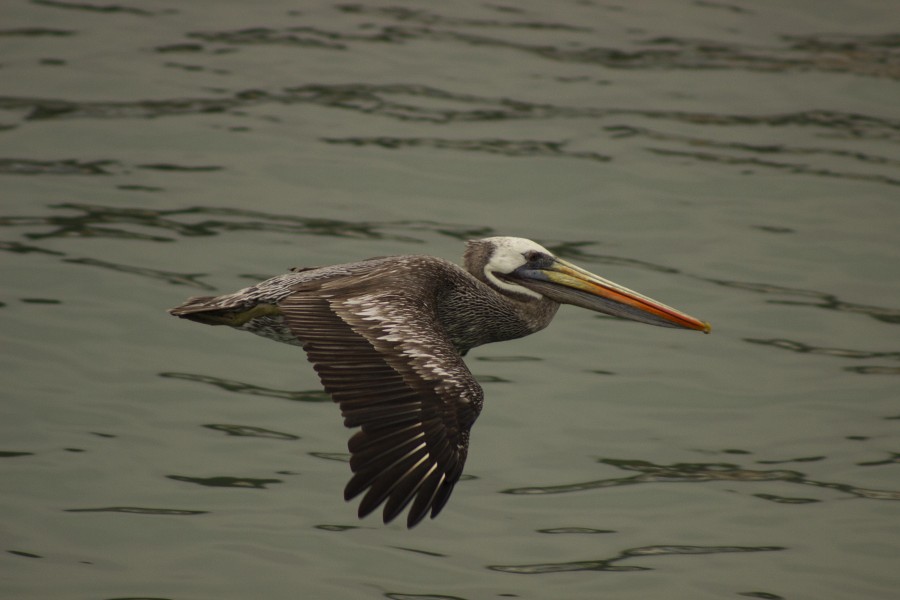 Pelicano peruano - Pelecanus thagus4