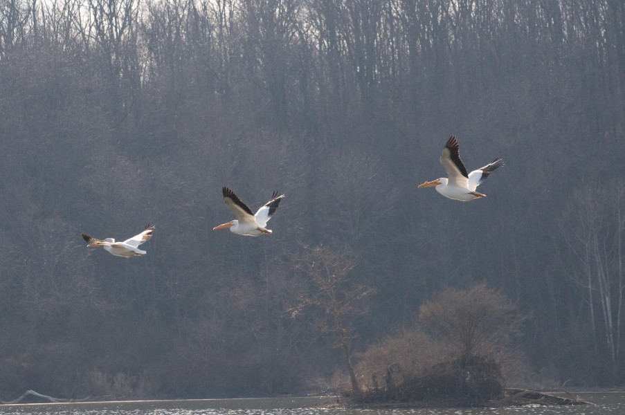 Pelicans at Eagle Creek Park (4 of 7)