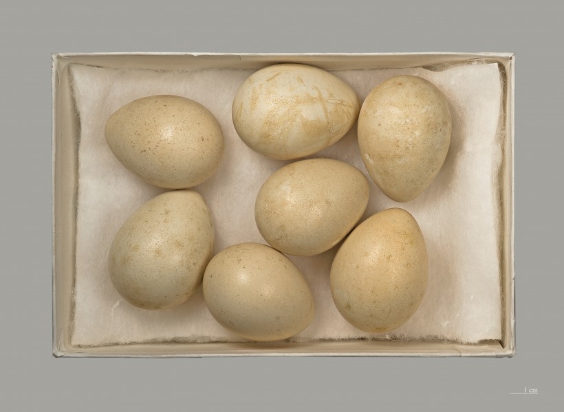 Perdrix bartavelle MHNT