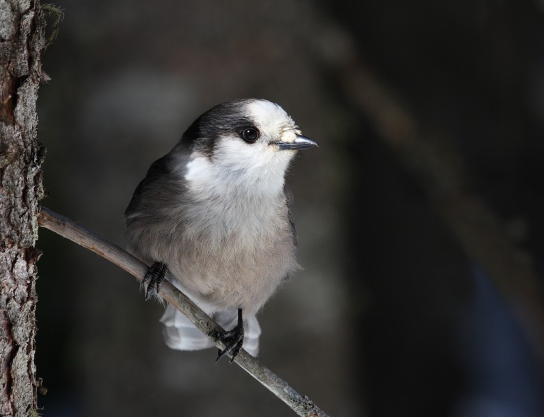 Perisoreus canadensis mercier1