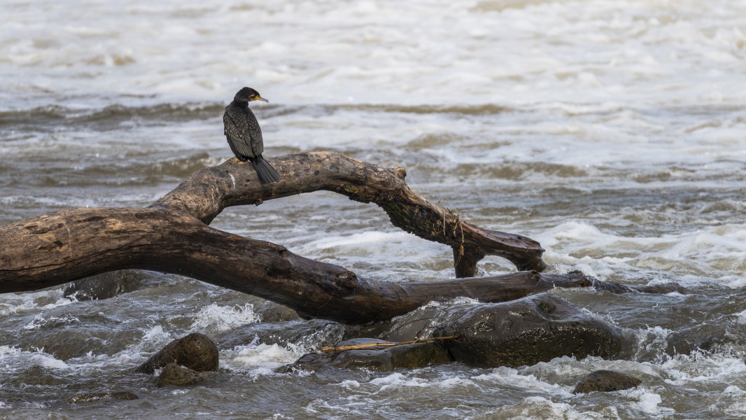 Phalacrocorax carbo, Hérault River cf05