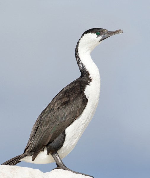 Phalacrocorax fuscescens - Derwent River Estuary crop2