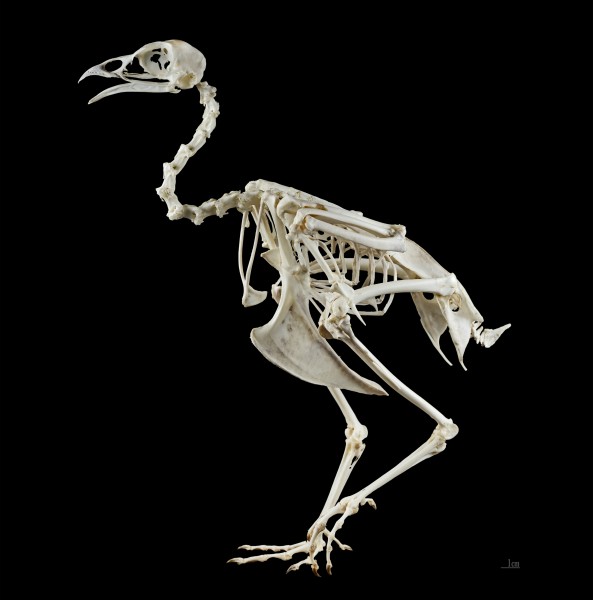 Phasianus colchicus MHNT Skeleton