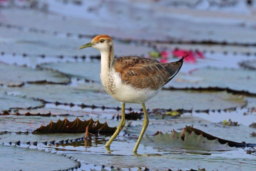 Pheasant-tailed jacana (Hydrophasianus chirurgus) juvenile