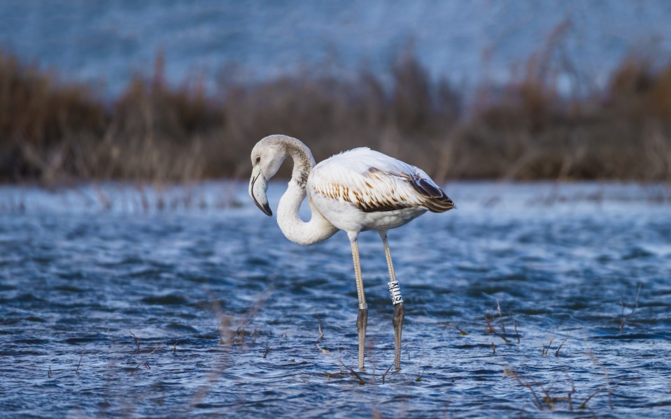 Phoenicopterus roseus - Lido de Thau 01