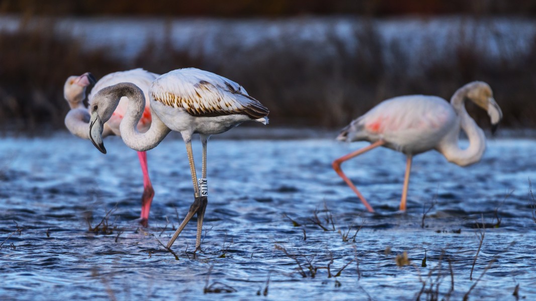 Phoenicopterus roseus - Lido de Thau 02