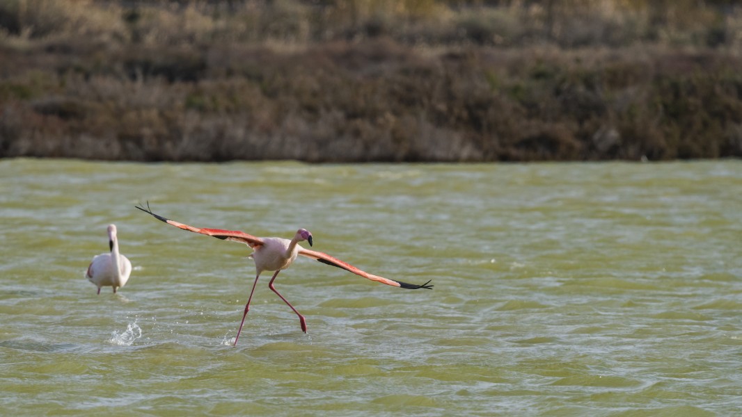 Phoenicopterus roseus, Lido de Thau cf03