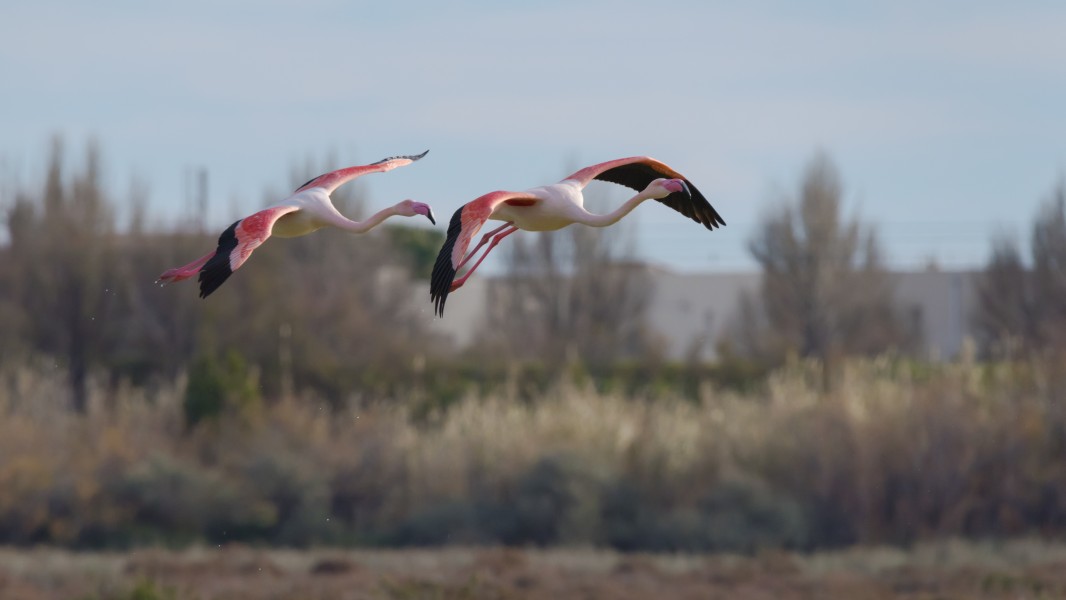 Phoenicopterus roseus, Lido de Thau cf04