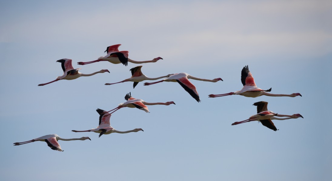 Phoenicopterus roseus, Lido de Thau cf05