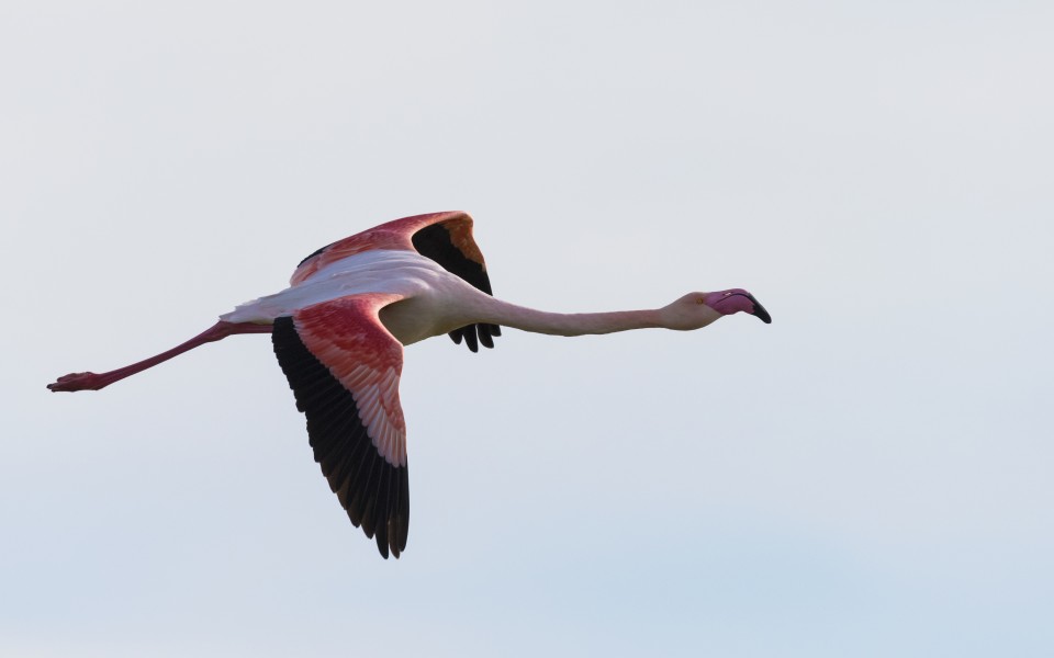 Phoenicopterus roseus, Lido de Thau cf06