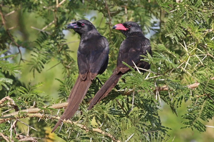 Piapiac (Ptilostomus afer) sub-adult (l) and immature (r)