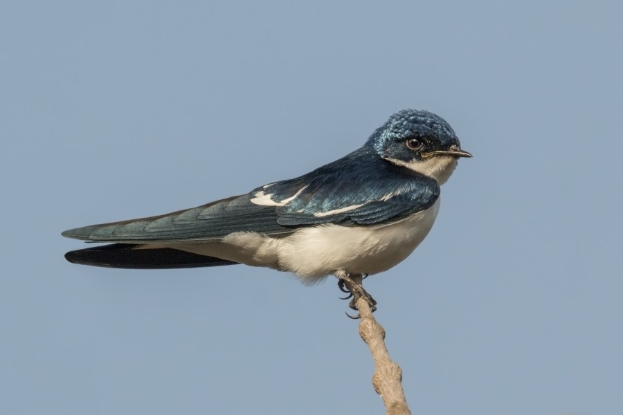 Pied-winged swallow (Hirundo leucosoma)