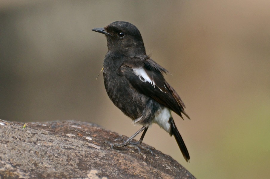 Pied bush chat (Saxicola caprata)male from nilgiris DSC 1123