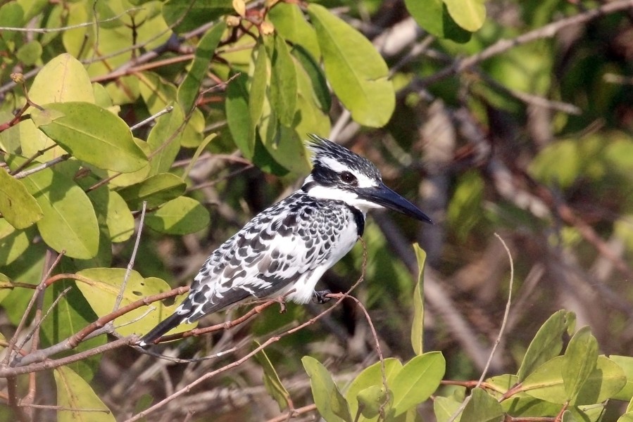 Pied kingfisher (Ceryle rudis rudis) female
