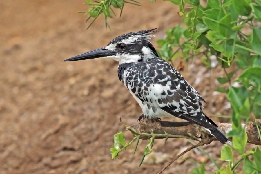 Pied kingfisher (Ceryle rudis rudis) male