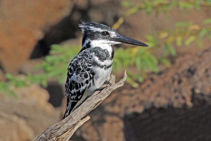 Pied kingfisher (Ceryle rudis rudis) male immature