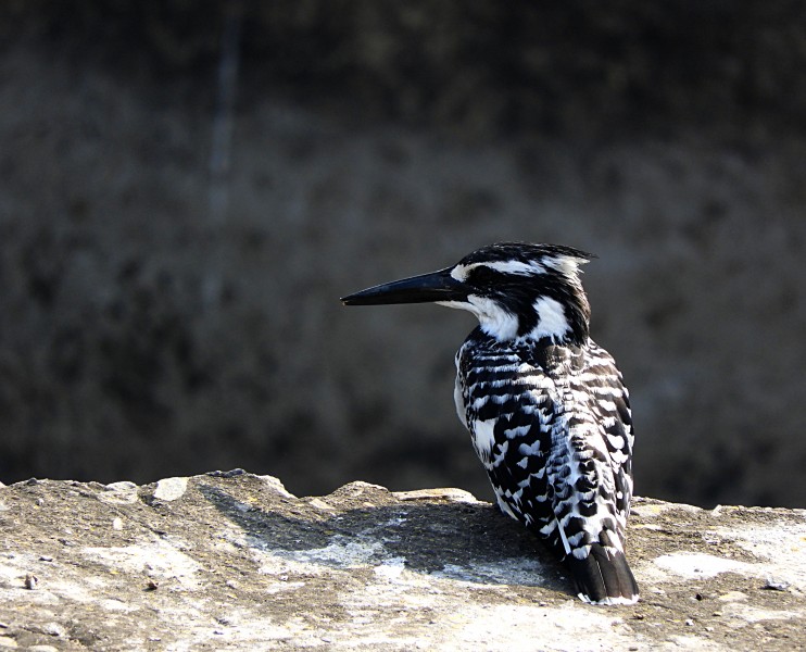 Pied kingfisher Scientific name in Ceryle rudis in Najafgarh drain bird sanctuary DSCN9207 11