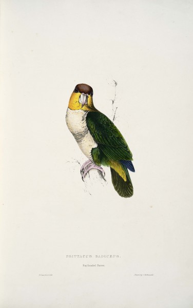 Pionites leucogaster -Psittacus badiceps Bay-headed parrot -by Edward Lear 1812-1888