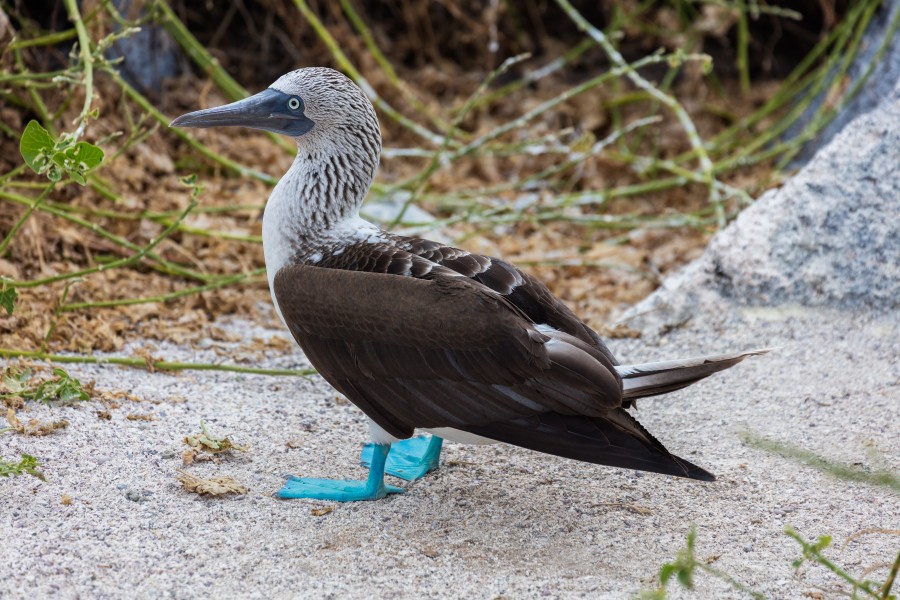 Piquero patiazul (Sula nebouxii), isla Lobos, islas Galápagos, Ecuador, 2015-07-25, DD 36