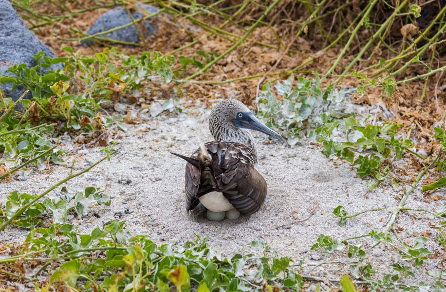 Piquero patiazul (Sula nebouxii), isla Lobos, islas Galápagos, Ecuador, 2015-07-25, DD 37