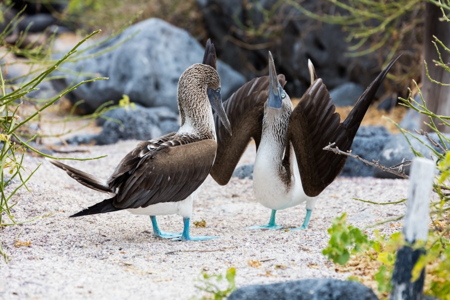 Piquero patiazul (Sula nebouxii), isla Lobos, islas Galápagos, Ecuador, 2015-07-25, DD 42