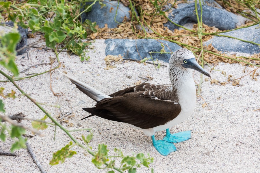 Piquero patiazul (Sula nebouxii), isla Lobos, islas Galápagos, Ecuador, 2015-07-25, DD 52