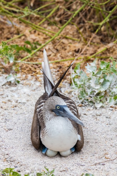 Piquero patiazul (Sula nebouxii), isla Lobos, islas Galápagos, Ecuador, 2015-07-25, DD 53
